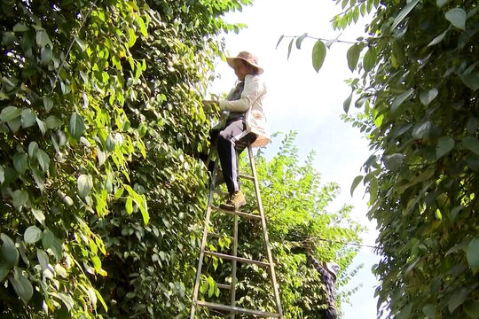 Giá tiêu hôm nay 8/4/2025: Chờ thông tin về thuế quan