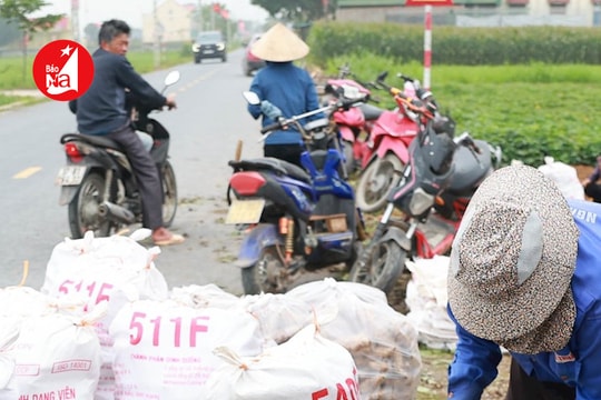 Nông dân Nghệ An được mùa khoai đông, thu lãi lớn