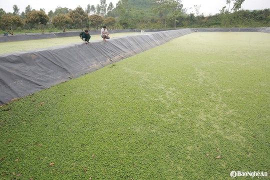 Nông dân Nghệ An thu lãi khá từ nuôi ốc bươu đen trong ao lót bạt