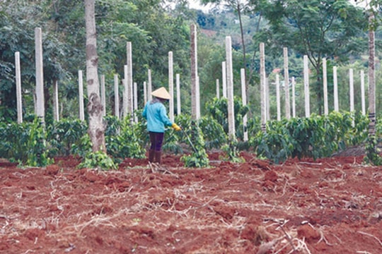 Giá tiêu hôm nay 10/4/2025: Xuất khẩu giảm mạnh