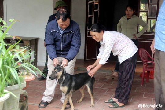 Nghệ An nỗ lực tiêm phòng cho 80% đàn vật nuôi