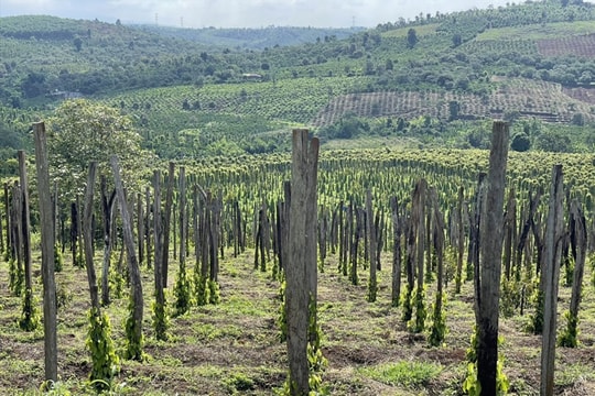 Giá tiêu hôm nay 12/4/2025: Mức tăng ngoạn mục