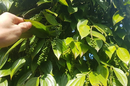 Giá tiêu hôm nay 14/4/2025: Tăng cao sau tuần lượn sóng