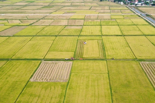 Nghệ An phấn đấu đạt hơn 400 ngàn tấn lương thực vụ Hè Thu - Mùa năm 2025