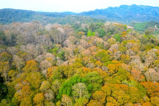 Nghệ An chú trọng xã hội hóa nghề rừng, phát triển lâm nghiệp bền vững