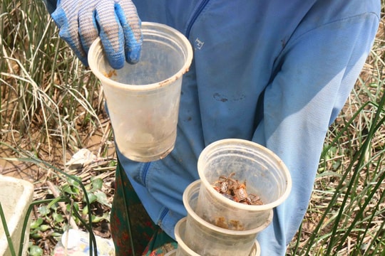 Cận cảnh săn cáy bằng cốc nhựa kiếm tiền triệu mỗi ngày ở Nghệ An