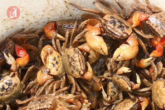 Kiếm tiền triệu mỗi ngày nhờ săn cáy bằng cốc nhựa