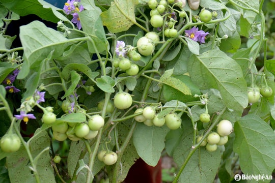 Cà pháo giá chạm đáy, nhiều hộ đành hái bỏ ngay tại ruộng