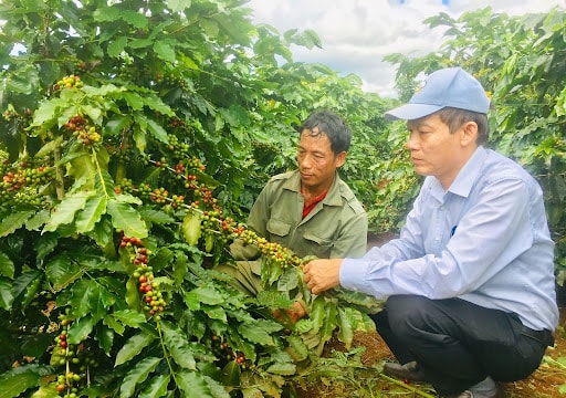 Giá cà phê hôm nay 18/4/2025: Tiếp tục tăng nhẹ