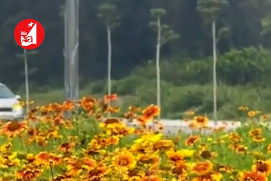 Cửa Lò rực rỡ trước ngày khai hội