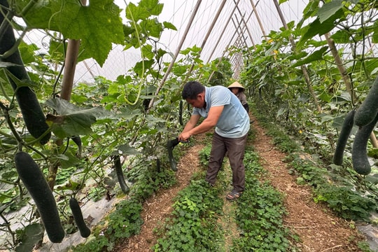 Tổng kết công tác chuyển giao tiến bộ kỹ thuật khuyến nông