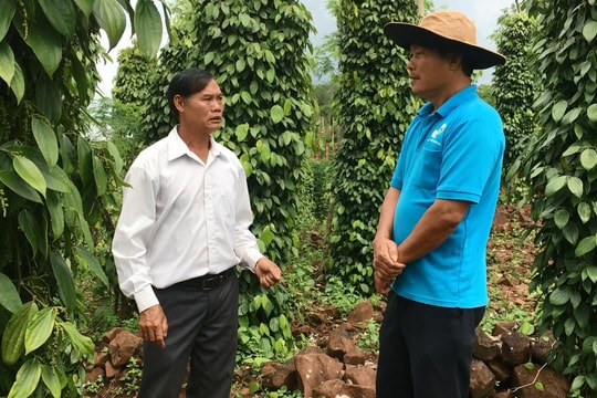 Giá tiêu hôm nay 19/4/2025: Quay đầu giảm mạnh