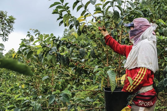 Giá cà phê hôm nay 20/4/2025: Không có thay đổi