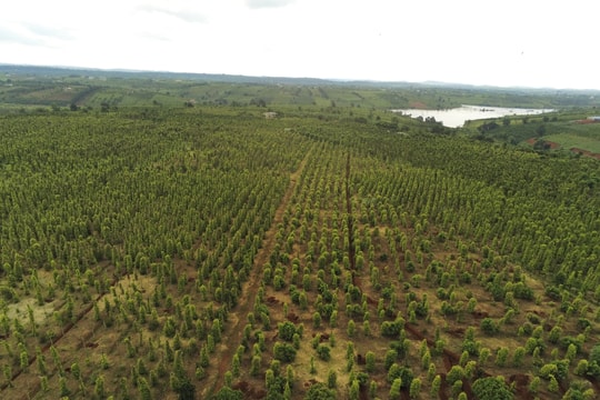 Giá tiêu hôm nay 20/4/2025: Không có biến động