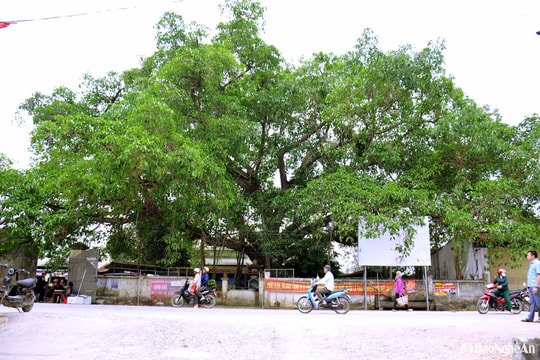 Cây đa chợ Láng - Biểu tượng văn hóa giữa vùng quê lúa của Nghệ An