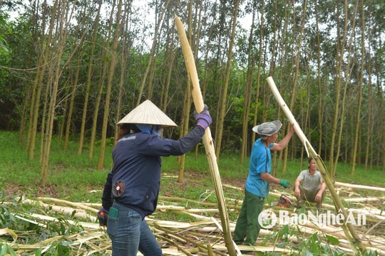 Keo non bị khai thác ồ ạt, nhà máy chế biến 'đói' nguyên liệu