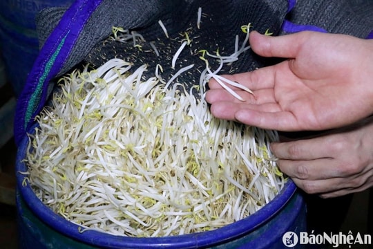 Thủ đoạn của 4 đối tượng sản xuất 3.500 tấn giá đỗ ngâm hóa chất ‘nước kẹo’ tại Nghệ An