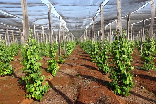 Giá tiêu hôm nay 21/4/2025: Tăng giảm thất thường