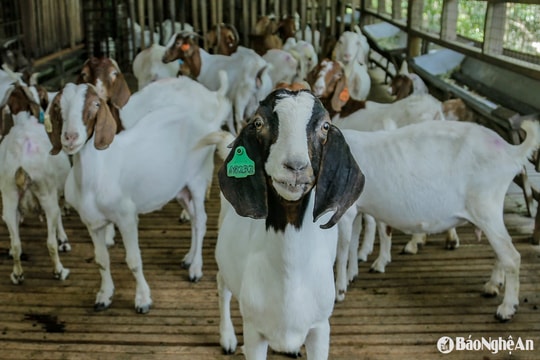 Giá dê tăng cao, nông dân Nghệ An có lãi khá
