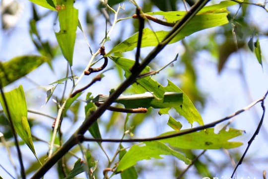 Sâu đo gây hại rừng keo bùng phát ở Tân Kỳ