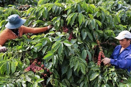 Giá cà phê hôm nay 22/4/2025: Trên sàn giảm mạnh