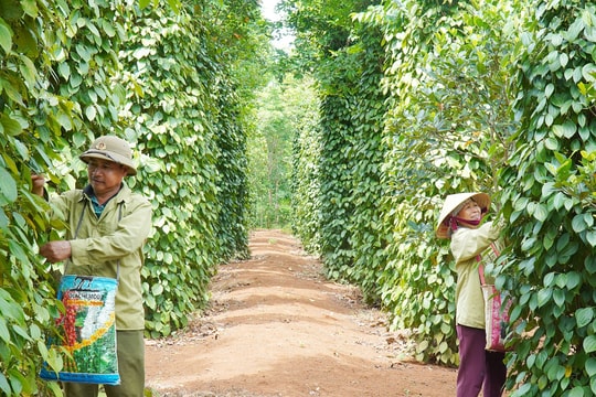 Giá tiêu hôm nay 22/4/2025: Giảm nhẹ trở lại