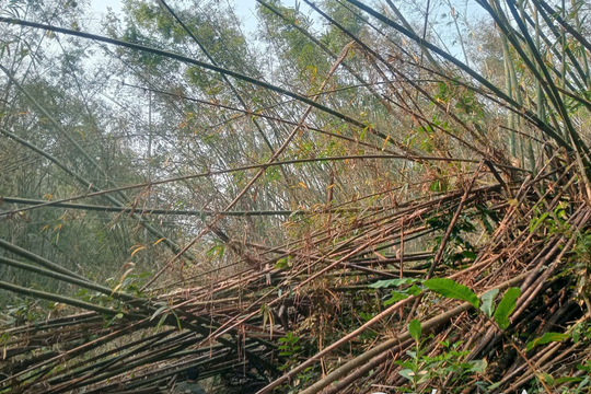 Hàng loạt rừng lùng ở Nghệ An bị chết khô, nguy cơ cháy rừng cao