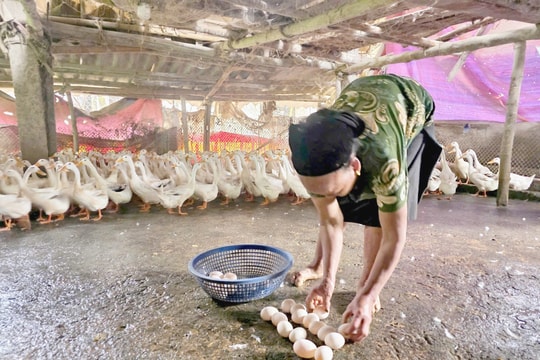 Vợ chồng lão nông Nghệ An lãi hơn 20 triệu đồng mỗi tháng nhờ ‘vàng trắng’