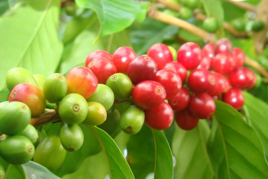 Giá cà phê hôm nay 24/4/2025: Tiếp tục giảm nhẹ