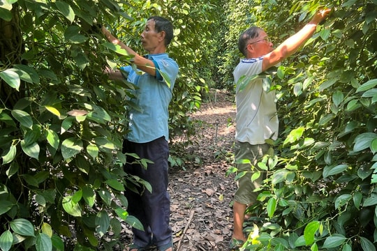 Giá tiêu hôm nay 24/4/2025: Diễn biến ổn định