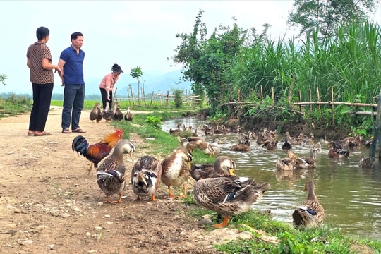 'Danh tiếng' làng nuôi vịt Hua Nà ở huyện miền núi Con Cuông