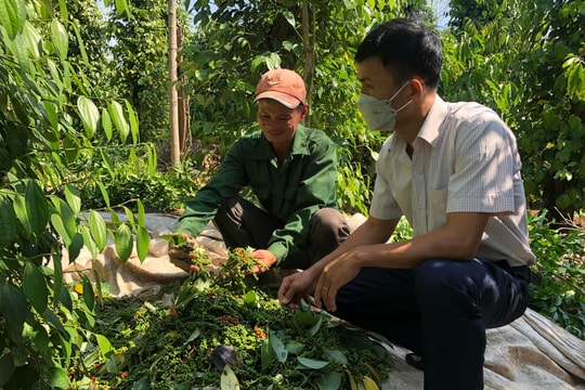 Giá tiêu hôm nay 25/4/2025: Tăng mạnh trở lại