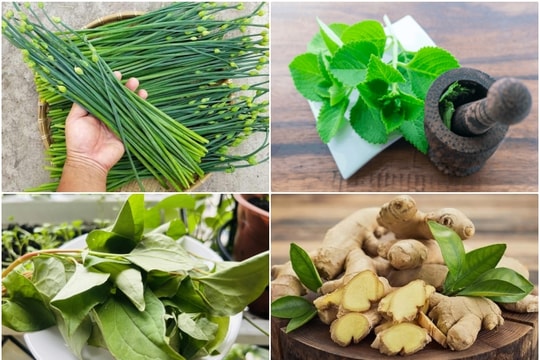 Bài thuốc chữa viêm họng từ cây cỏ quanh nhà