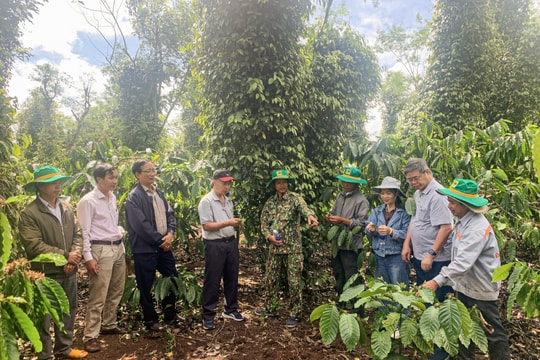 Giá cà phê hôm nay 26/4/2025: Tiếp tục tăng mạnh