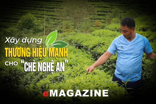 Bài 2: Sản xuất chè hữu cơ