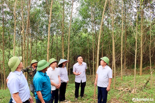 Phó Chủ tịch UBND tỉnh kiểm tra sản xuất tại Tân Kỳ và Diễn Châu