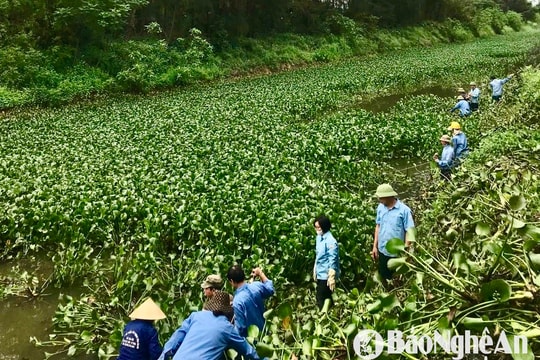Xử lý bèo tây, đảm bảo nguồn nước tưới cho lúa xuân làm đòng trổ bông ở Nghệ An