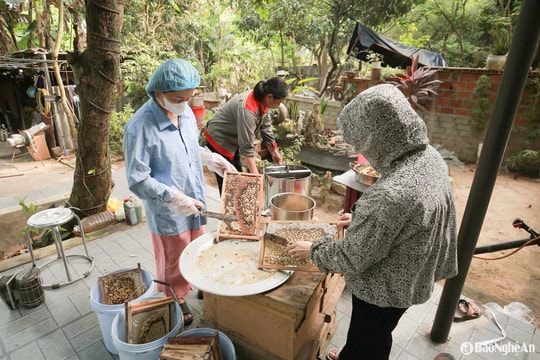 Mùa mật ngọt dưới những cánh rừng Nghệ An