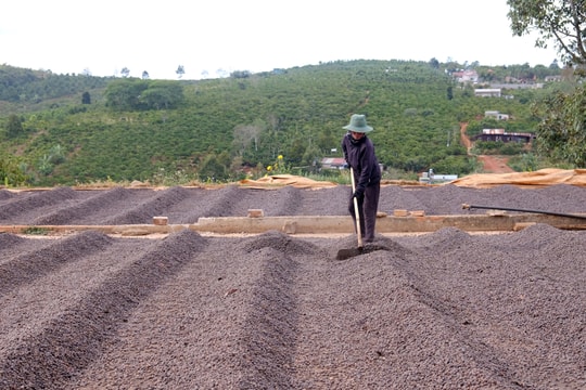 Giá cà phê hôm nay 28/4/2025: 2 tuần tăng liên tiếp