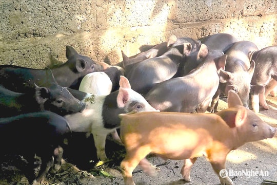 Giá lợn giống tăng, nông dân vùng cao Nghệ An chuyển hướng chăn nuôi