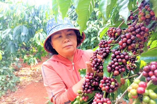 Giá cà phê hôm nay 30/4/2025: Tăng nhẹ trong nước