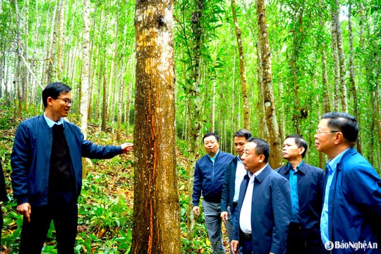 Đơn vị lá cờ đầu ngành lâm nghiệp Nghệ An mang tên dòng sông Hiếu
