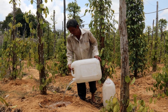 Giá tiêu hôm nay 1/5/2025: Xuất khẩu giảm mạnh