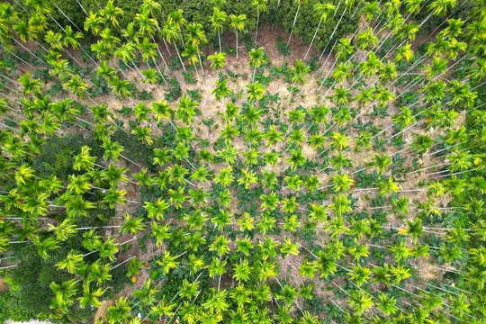 Độc đáo vườn cau hơn 1000 gốc ở Yên Thành