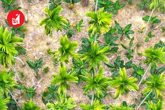 Vườn cau độc đáo ở Yên Thành