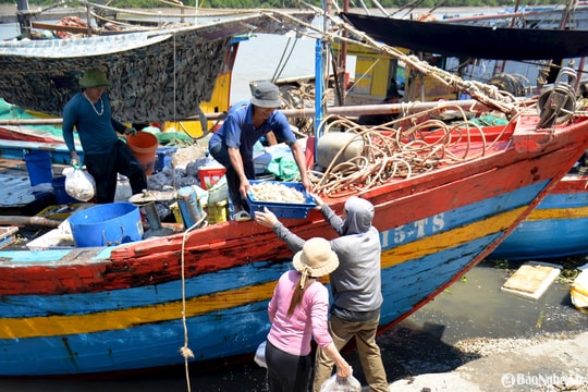 Hải sản tươi sống 'đắt khách', ngư dân Nghệ An bám biển xuyên kỳ nghỉ lễ
