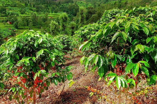 Giá cà phê hôm nay 8/5/2025: Giảm nhẹ hàng loạt