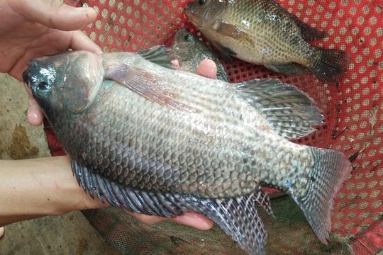 Nuôi cá rô phi xuất khẩu - tiềm năng và lợi thế