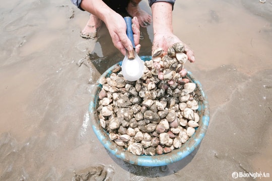 Thu hoạch ngao ở bãi ngang Nghệ An