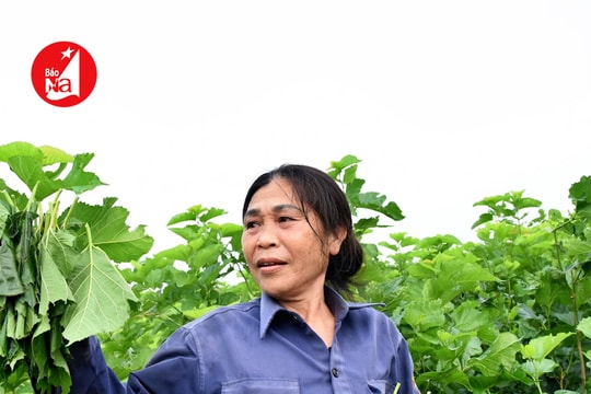 Nông dân Đô Lương nuôi tằm kiểu mới trong phòng điều hoà